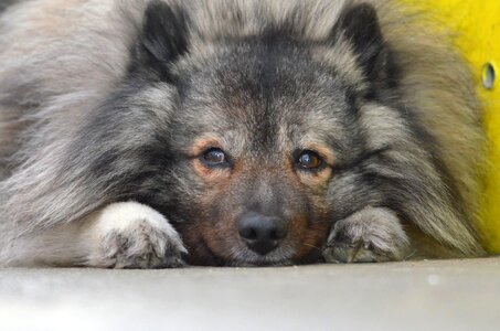 Dog pointed dog breed