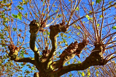 Pollarded willow deciduous tree autumn tree photo