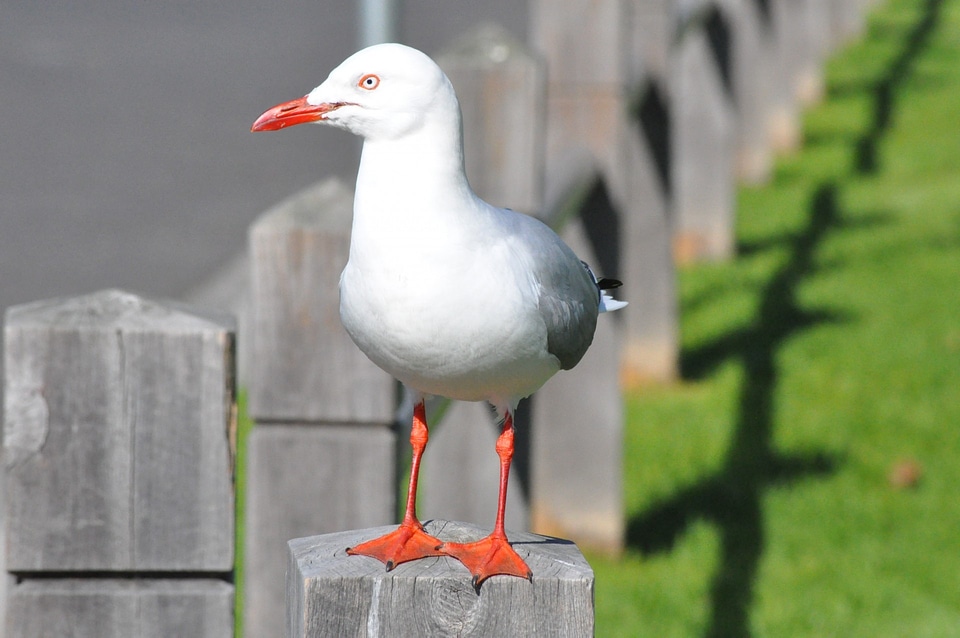 Avian wildlife beach
