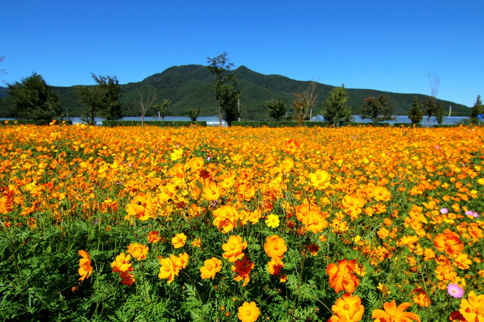 Water your garden cosmos cosmos field
