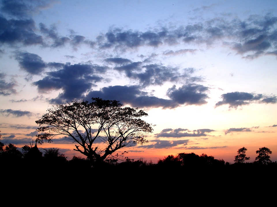 Tree silhouette black forest silhouette sky