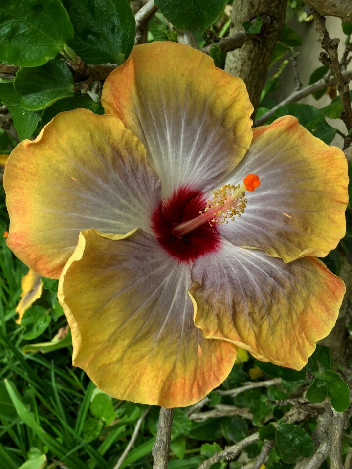 Ibisco yellow petals yellow
