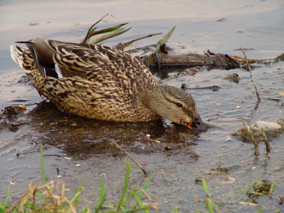 Duck birds nature