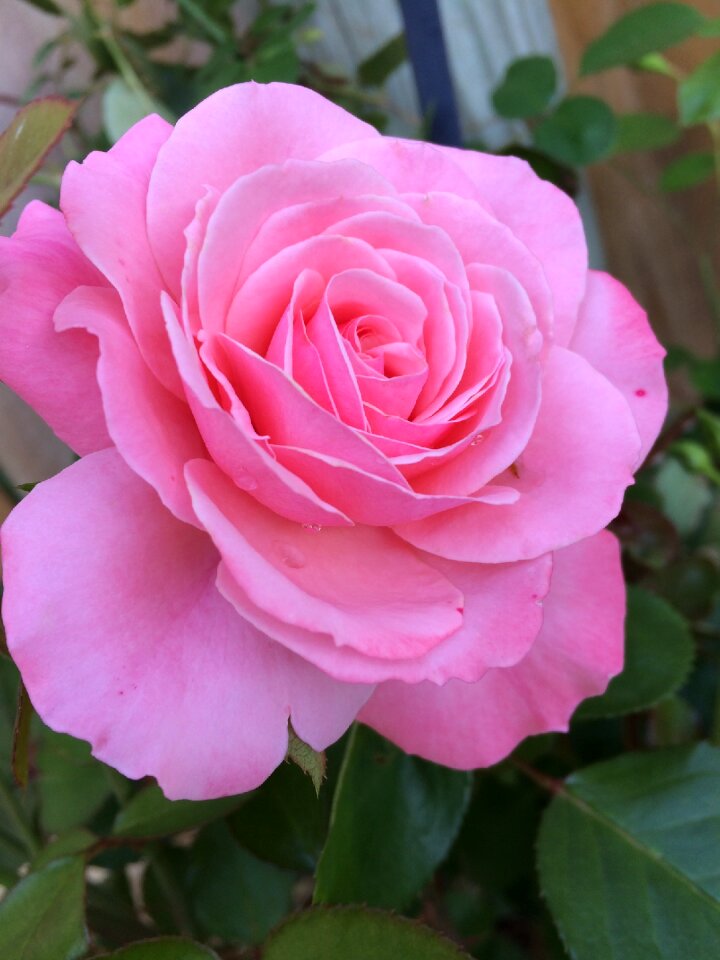 Bloom pink rose