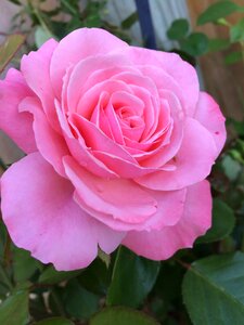 Bloom pink rose