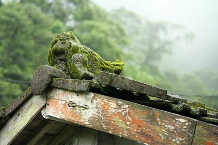 Natural forest mystery