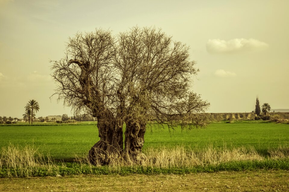 Fields winter scenery