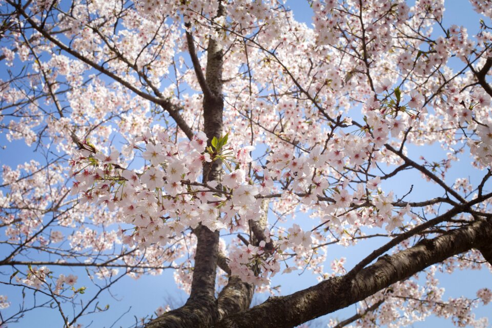 Flower pink season