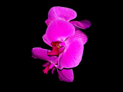 Blossom petal botanical