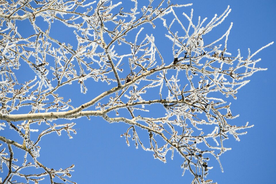 Icing the sky winter