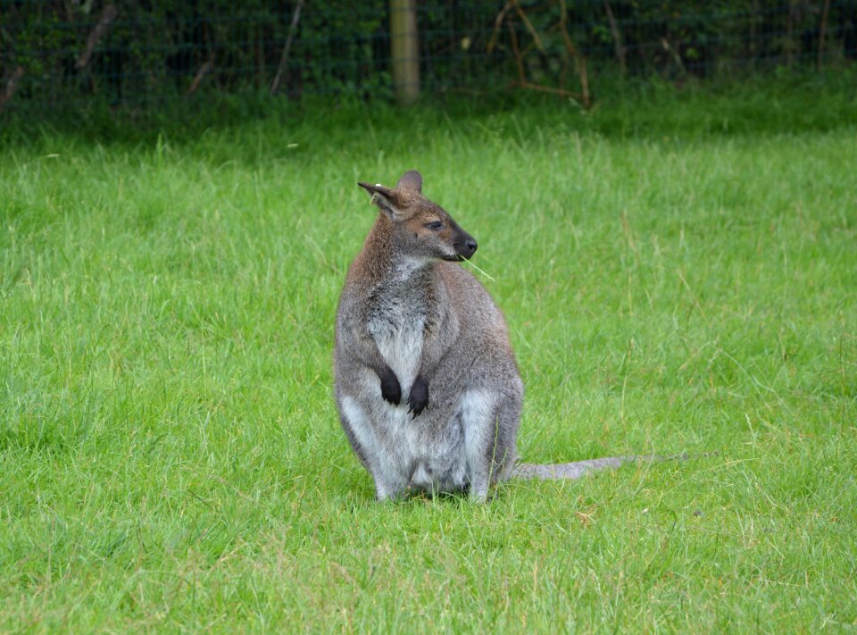 Australia zoo animal