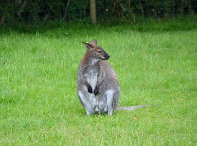 Australia zoo animal