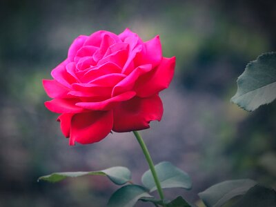 Red rose tender rose pink rose