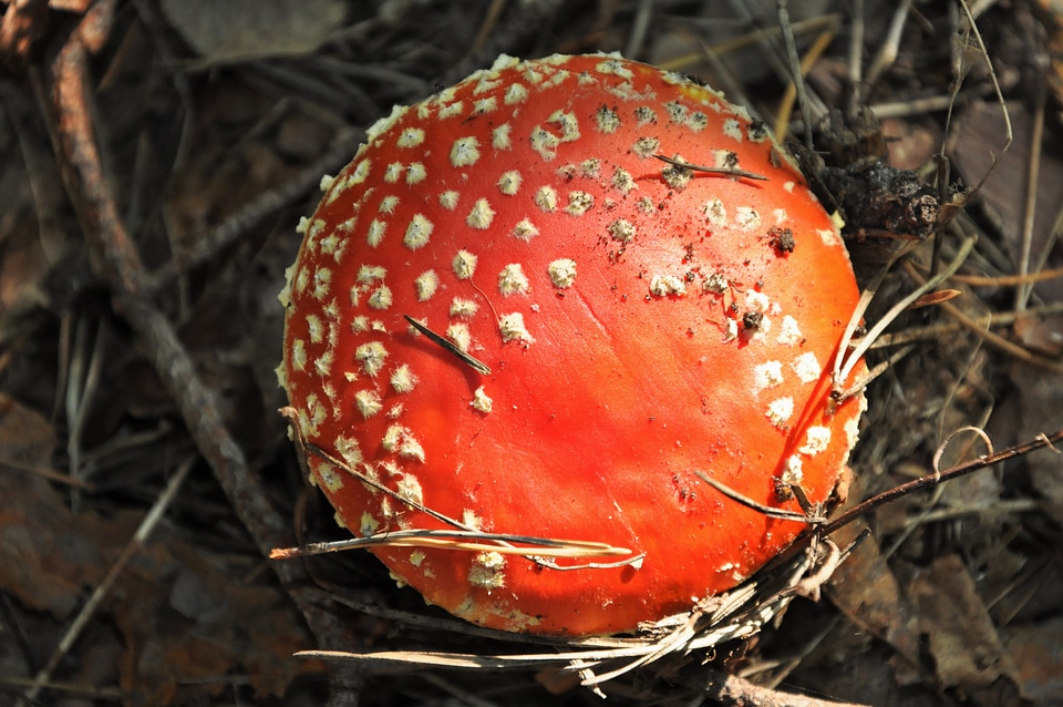 Poisonous tasteless poisoning