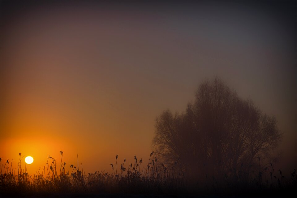 Fog tree sun ball