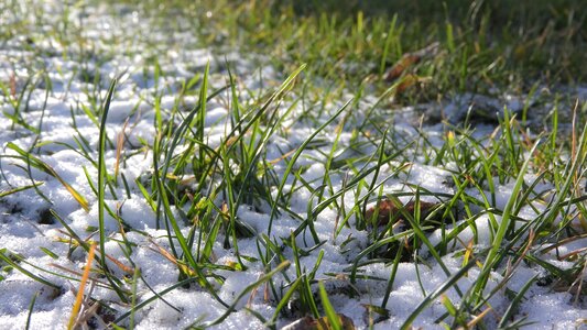 Snow blade of grass in the grass
