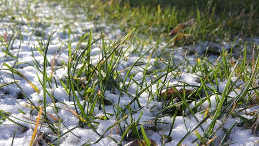 Snow blade of grass in the grass photo