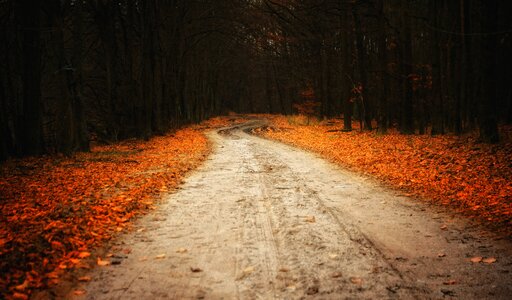 Forest landscape trail photo