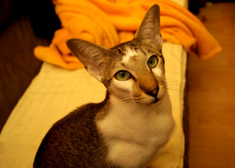 Animal portrait short hair pet