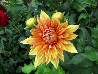 Yellow blossom bloom