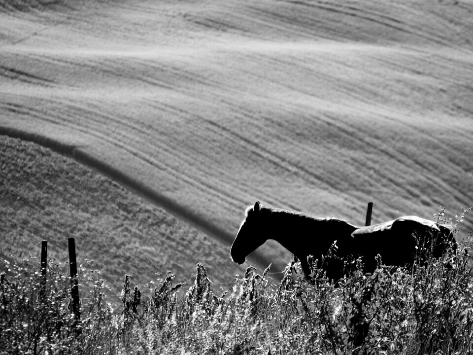 Prato campaign black and white