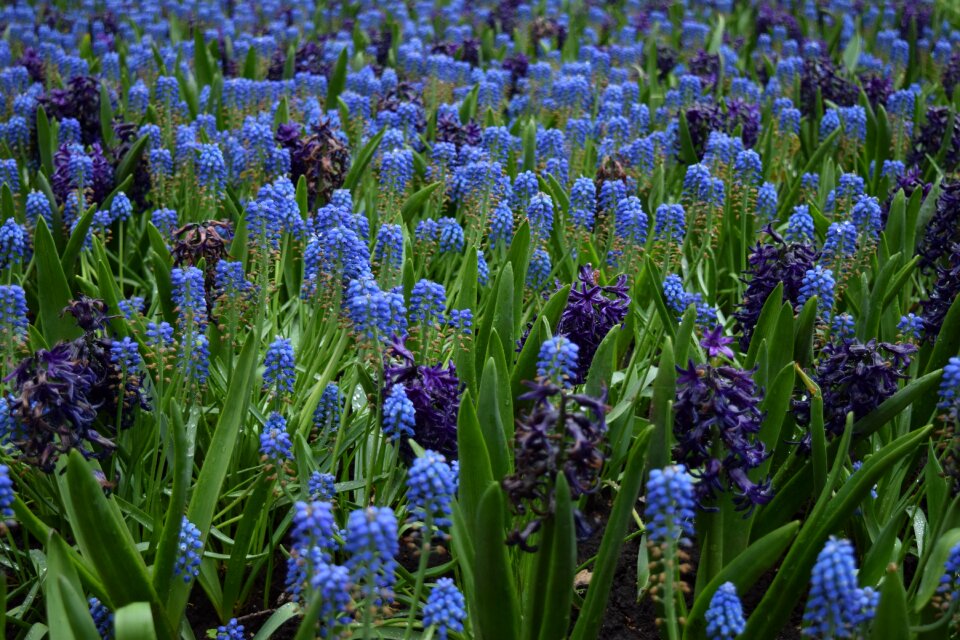 Blue purple