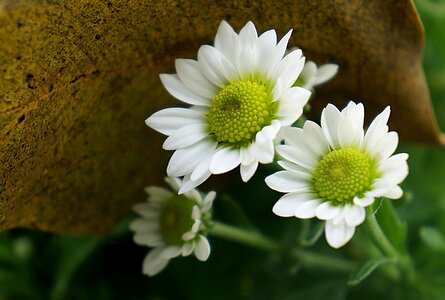 Chrysanthemum white daisies picture