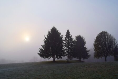 Morning landscape forest photo