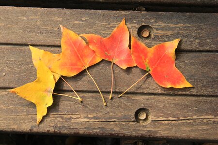 Yellow orange red leaves