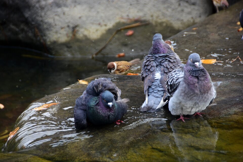 The body of water wildlife animal