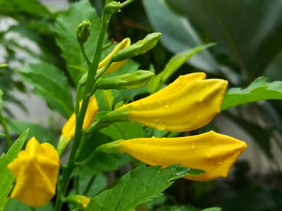 Thong-urai yellow flowers