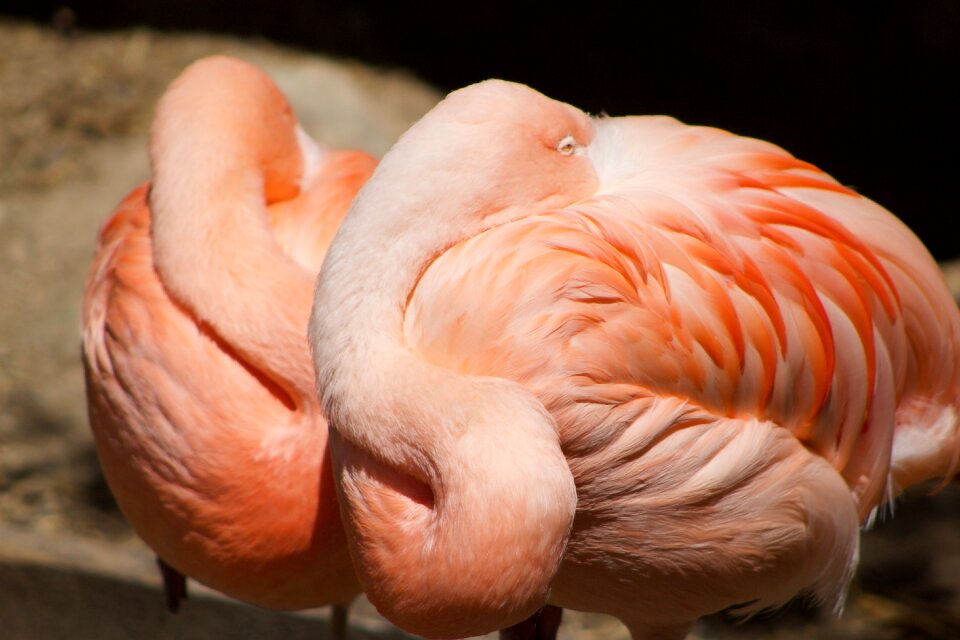 Tropical wildlife zoo