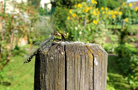 Nature insect dragonfly