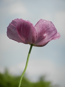 Plant fragile tender