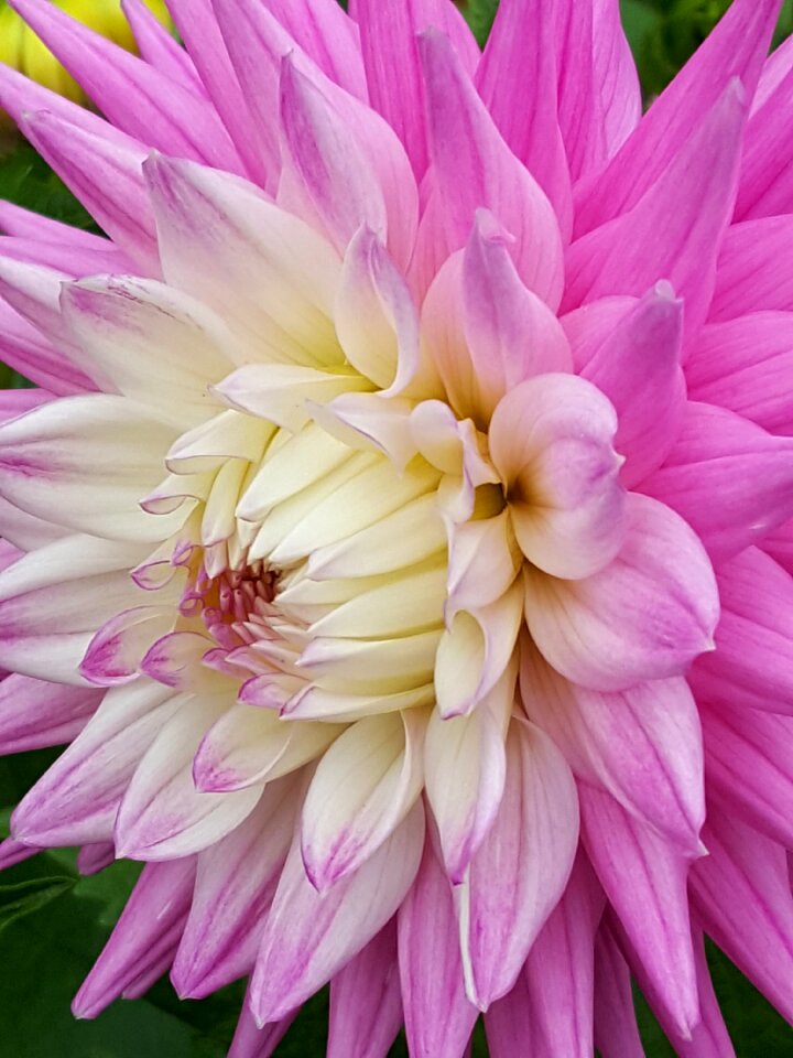 Flower petals photo