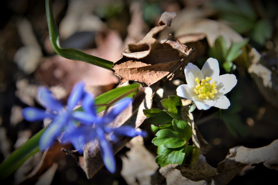 Spring faye into the woods
