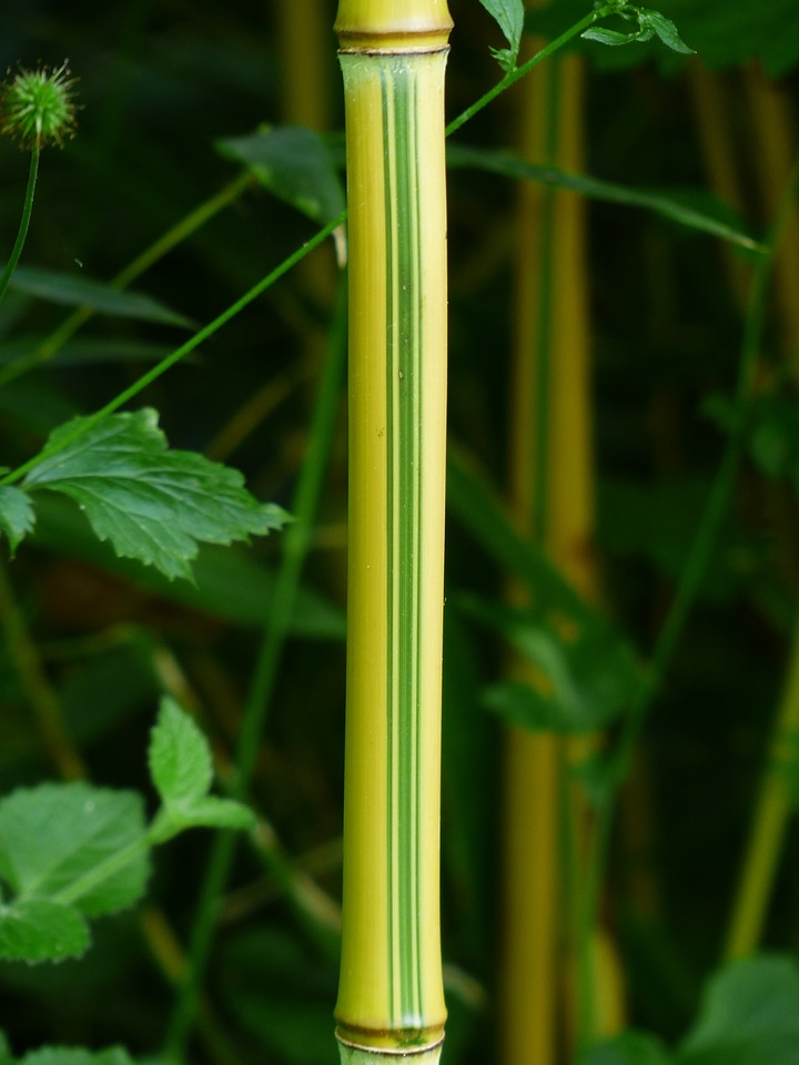 Yellow licorice poaceae