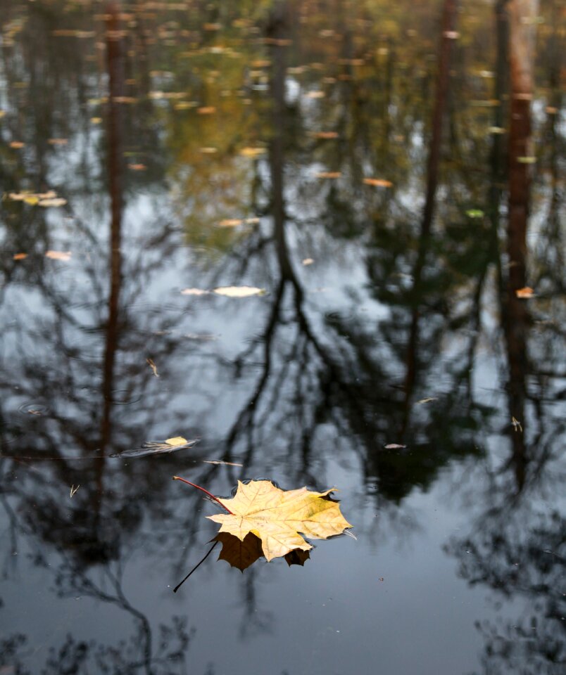 Nature bare trees landscape