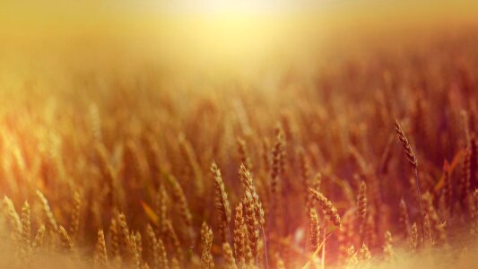Field wheat yellow