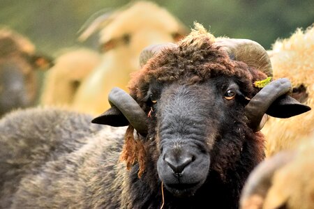 Black sheep pasture land nature