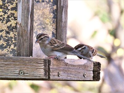 Wildlife brown and gray