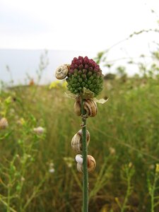 Wild garlic gastropod nature