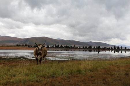 Lake grass field photo