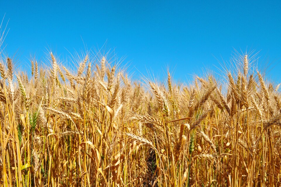 Field natural