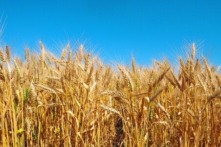 Field natural