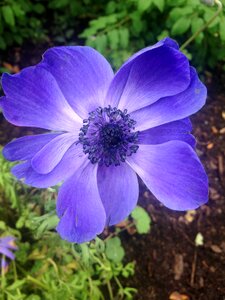 Anemone flower blue petals