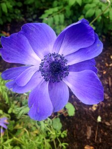 Anemone flower blue petals photo