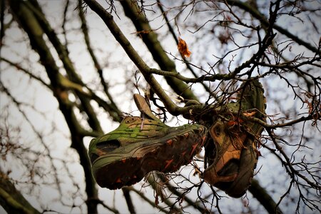 Footwear artfully shoes in the tree photo