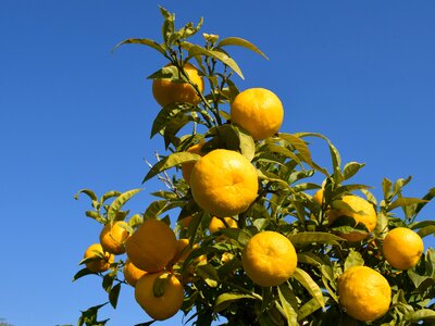 Healthy food yellow