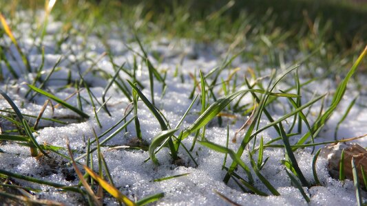 Snow blade of grass in the grass photo